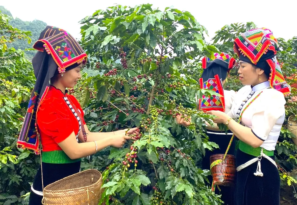Cà phê Tây Bắc chuyển hướng thích ứng tiêu chuẩn EUDR