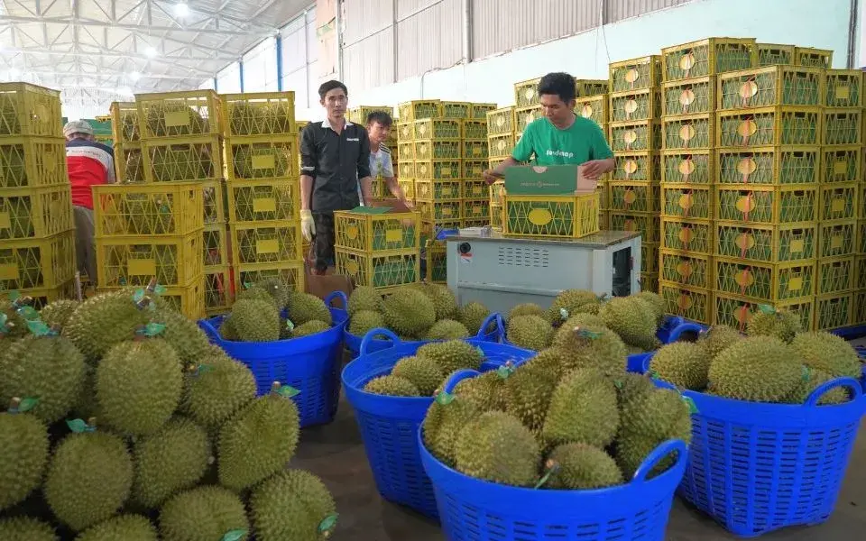 Xuất khẩu nông, lâm, thủy sản chạy nước rút, đâu là dư địa bứt phá? Xuất khẩu nông, lâm, thủy sản chạy nước rút, đâu là dư địa bứt phá?