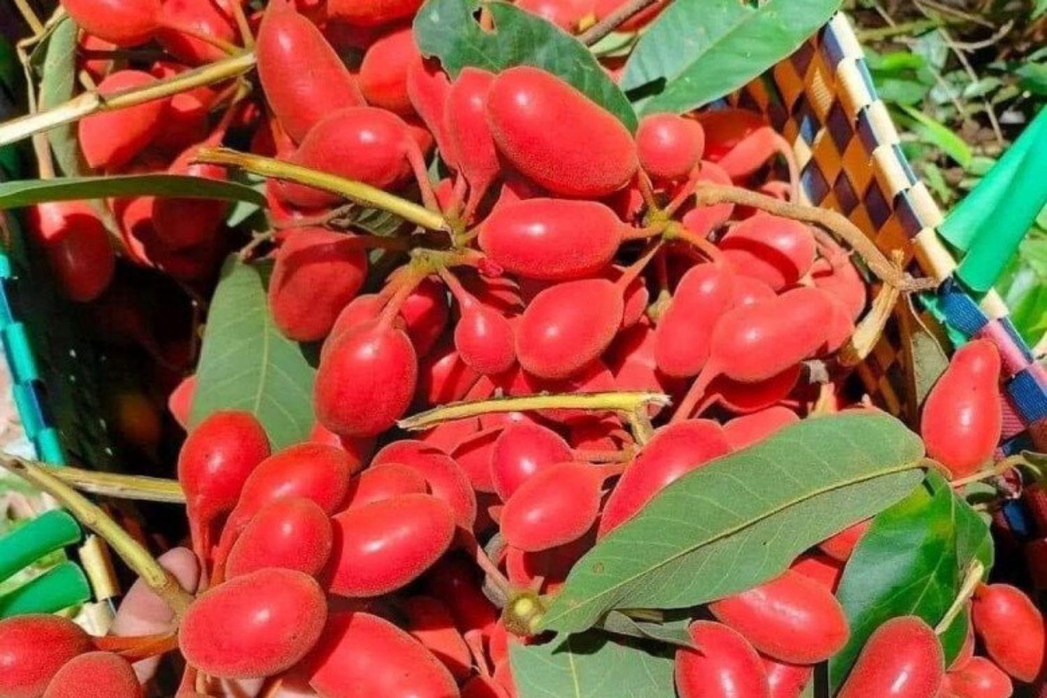 Đằng sau thứ quả rừng mang tên gọi lạ lùng đang được giới sành ăn thành phố lùng mua với giá cao