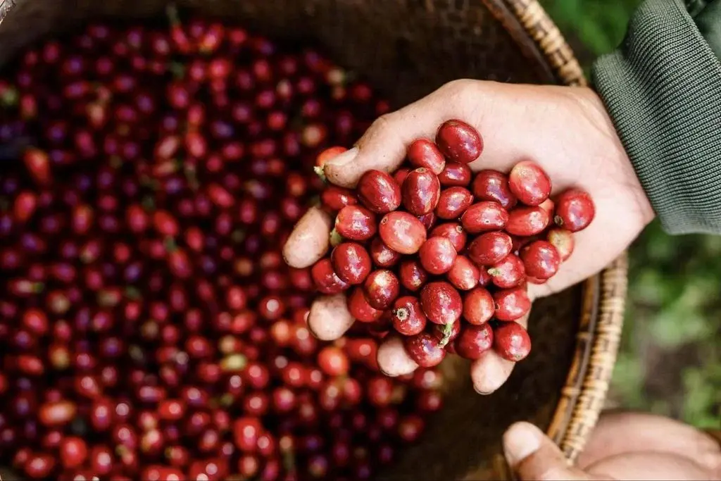 Để Robusta Việt Nam thoát vai làm nền, khẳng định thương hiệu riêng Để Robusta Việt Nam thoát vai làm nền, khẳng định thương hiệu riêng