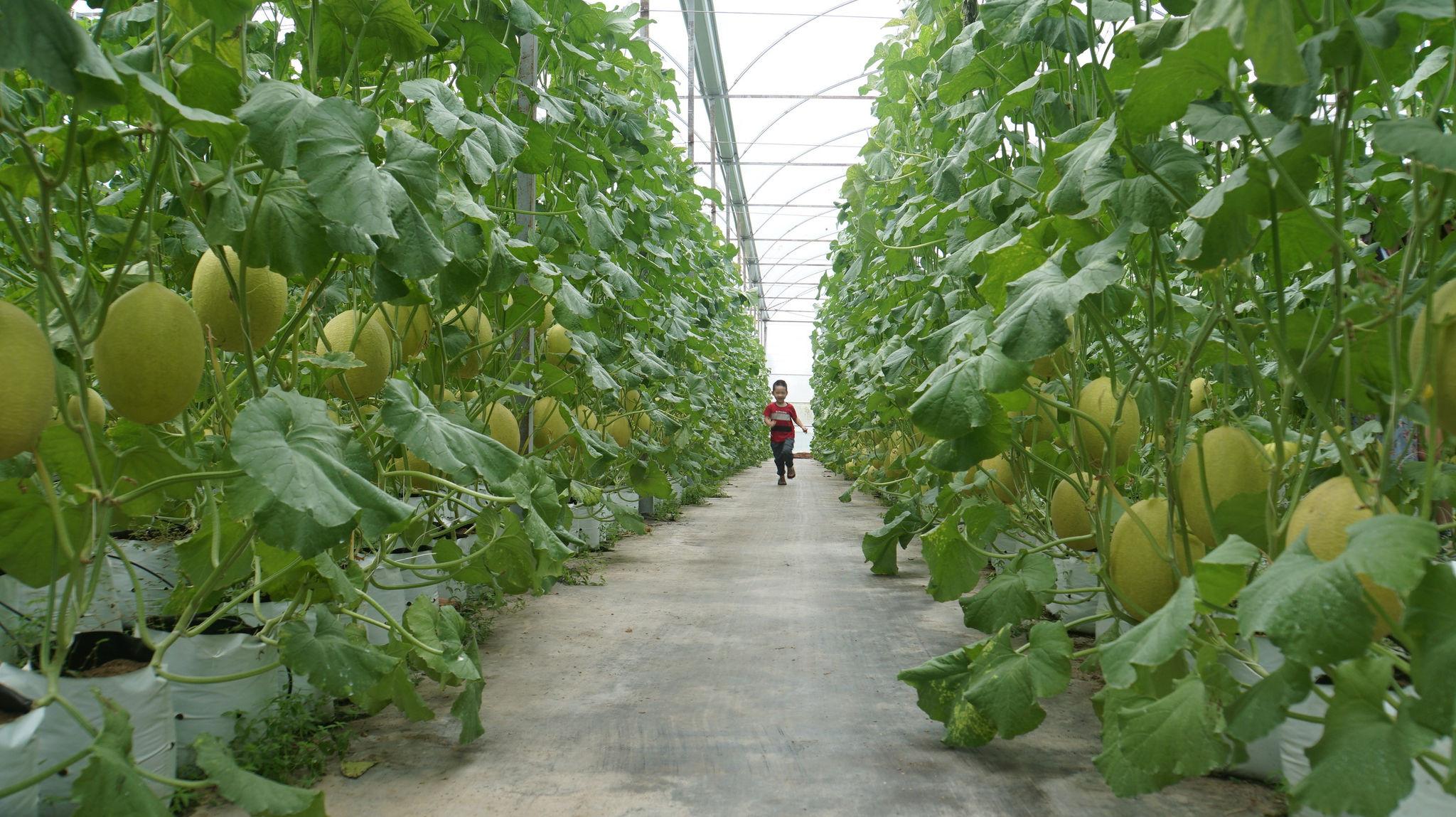 Đắk Lắk: Khám phá trang trại trồng dưa lưới chuẩn OCOP kết hợp du lịch trải nghiệm Đắk Lắk: Khám phá trang trại trồng dưa lưới chuẩn OCOP kết hợp du lịch trải nghiệm
