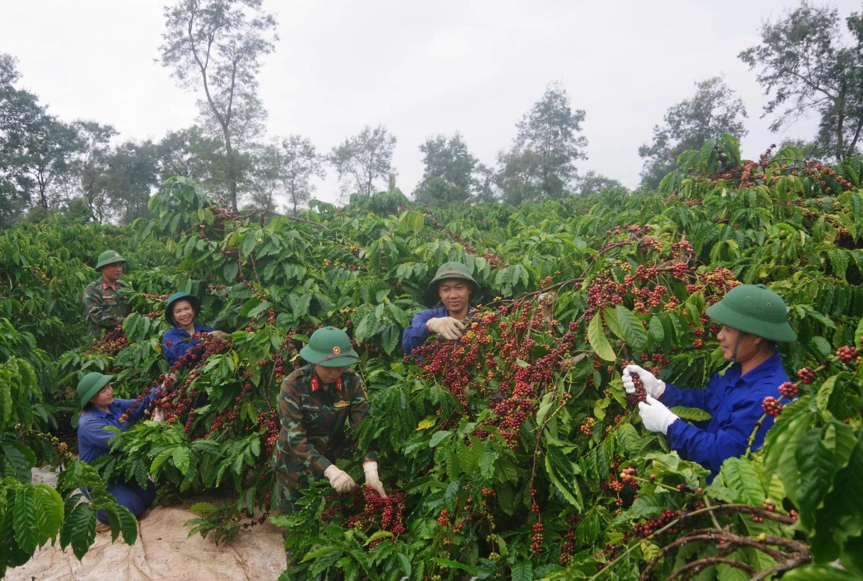Cà phê người lính: Từ đất bạc màu đến chuẩn hữu cơ quốc tế Cà phê người lính: Từ đất bạc màu đến chuẩn hữu cơ quốc tế