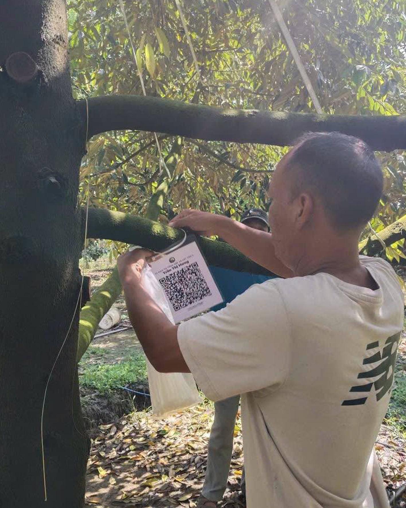 Minh bạch nguồn gốc sầu riêng bằng công nghệ số: Chìa khóa mở cửa thị trường xuất khẩu