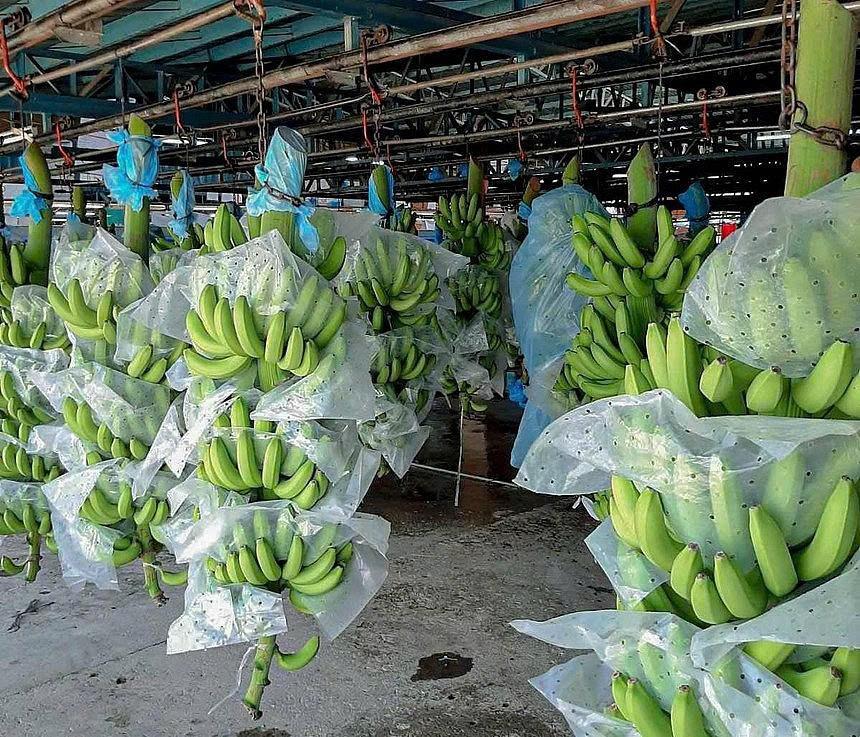 'Trái cây hạnh phúc' của Việt Nam chinh phục thị trường khó tính bậc nhất thế giới, thị phần tăng gần 18 lần vượt mốc 46.000 tấn