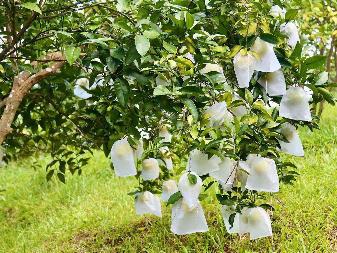 Nâng tầm thương hiệu và giá trị cam Vũ Quang nhờ chuẩn hóa quy trình sản xuất