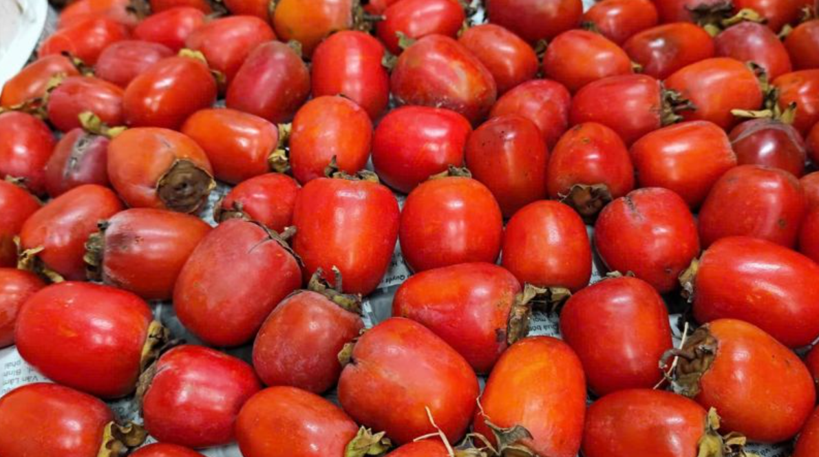 Loại quả xưa chín đỏ gốc chẳng ai ăn nay thành đặc sản 150.000 đồng/kg, trồng một lần thu hoạch nhiều năm, người thành phố ưa chuộng Loại quả xưa chín đỏ gốc chẳng ai ăn nay thành đặc sản 150.000 đồng/kg, trồng một lần thu hoạch nhiều năm, người thành phố ưa chuộng