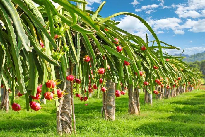 Thanh long Đồng Tháp tăng giá nhà vườn đón tín hiệu vui cuối vụ