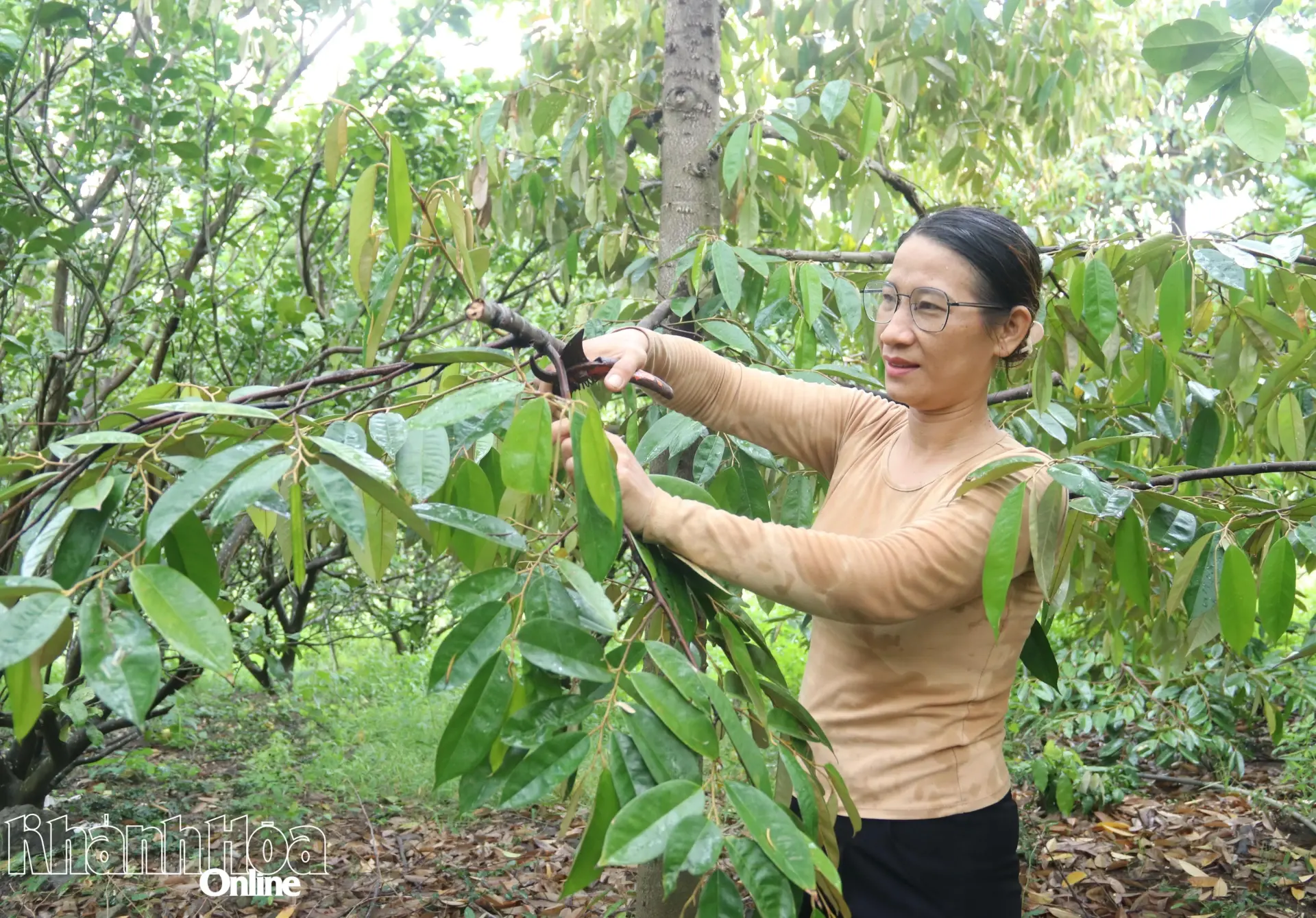 Từ trồng bưởi đến phát triển vườn cây cho thu nhập cao Từ trồng bưởi đến phát triển vườn cây cho thu nhập cao