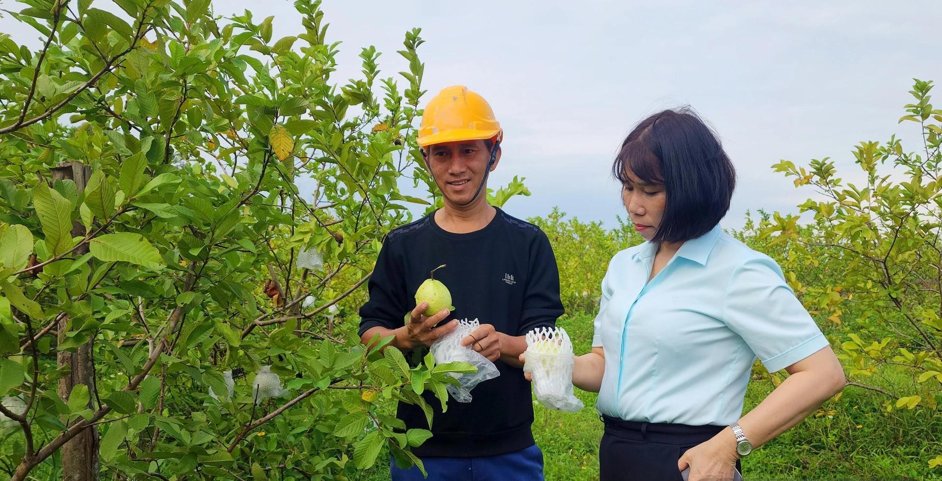 Hành trình kiến tạo thương hiệu nông sản sạch trên vùng đồi Ba Trang Hành trình kiến tạo thương hiệu nông sản sạch trên vùng đồi Ba Trang