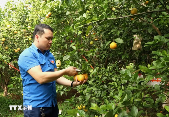 Bắc Ninh đặt mục tiêu số hóa 100% mã số vùng trồng phục vụ xuất khẩu Bắc Ninh đặt mục tiêu số hóa 100% mã số vùng trồng phục vụ xuất khẩu