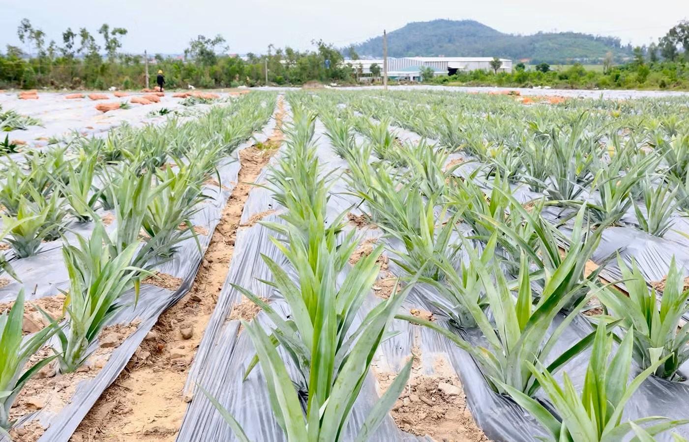 Nông nghiệp Hà Tĩnh bứt phá với gần 10.000 tấn dứa từ mô hình liên kết Nông nghiệp Hà Tĩnh bứt phá với gần 10.000 tấn dứa từ mô hình liên kết