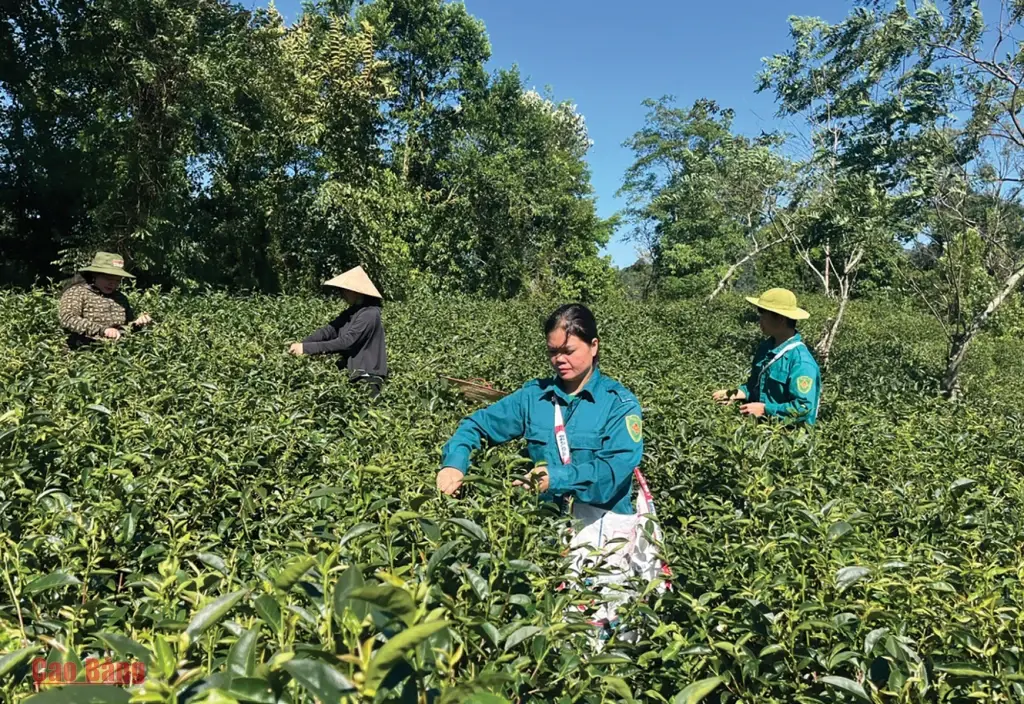 Đưa chất lượng thành lợi thế của sản phẩm chè Đưa chất lượng thành lợi thế của sản phẩm chè