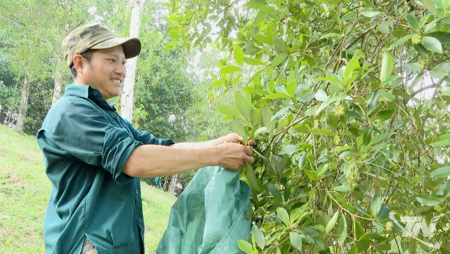 Sức sống mới từ cây hồi ở vùng cao Na Hấu