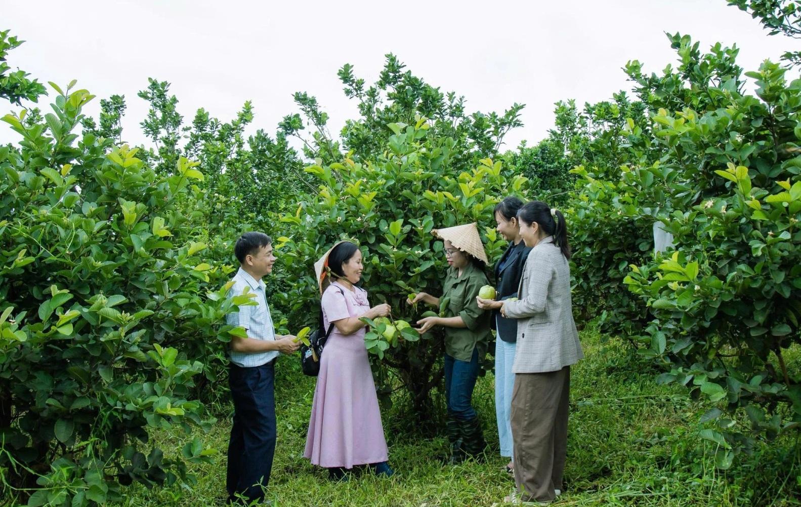 Nông dân Đắk Lắk đổi cách làm, nâng giá trị sản xuất