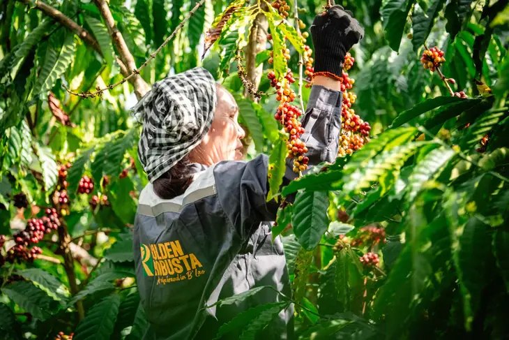 Chiến lược quảng bá thương hiệu Robusta Việt Nam trong niên vụ mới