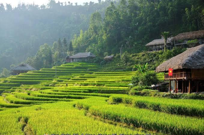 Xà Phìn mùa lúa chín: Sắc vàng níu chân du khách giữa đại ngàn Tây Côn Lĩnh