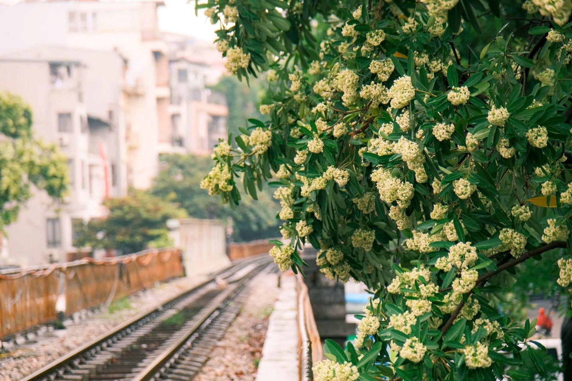 Hoa sữa có còn trong danh mục quản lý cây xanh mới nhất của Hà Nội?