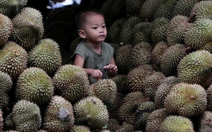 Malaysia muốn đàm phán mở tuyến đường bộ qua Việt Nam và Thái Lan để rút ngắn thời gian đưa sầu riêng sang Trung Quốc Malaysia muốn đàm phán mở tuyến đường bộ qua Việt Nam và Thái Lan để rút ngắn thời gian đưa sầu riêng sang Trung Quốc