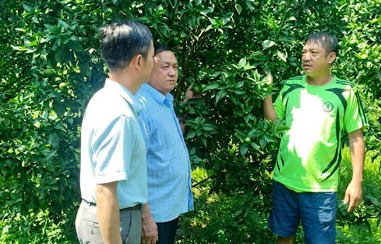 Đổi mới công nghệ nâng tầm thương hiệu cam Cao Phong