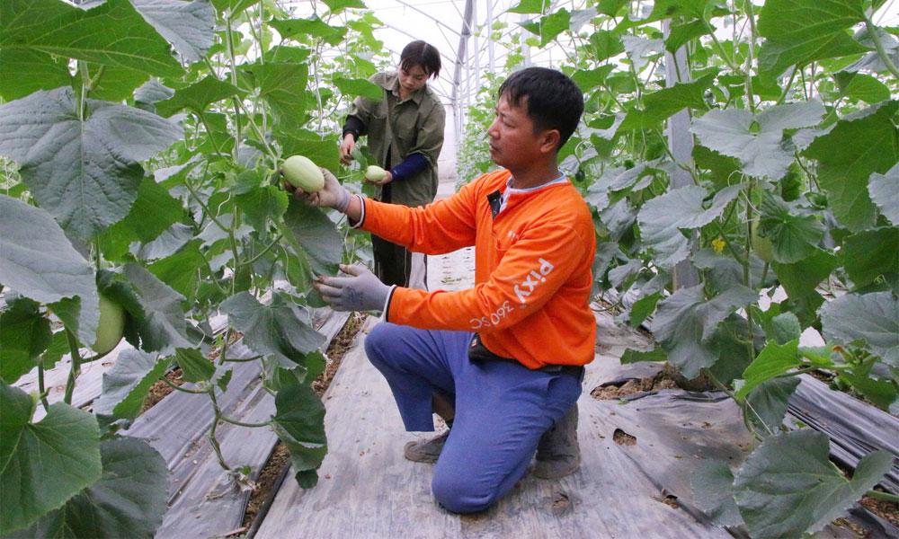 Nông dân làm chủ công nghệ, đổi mới cách thức sản xuất