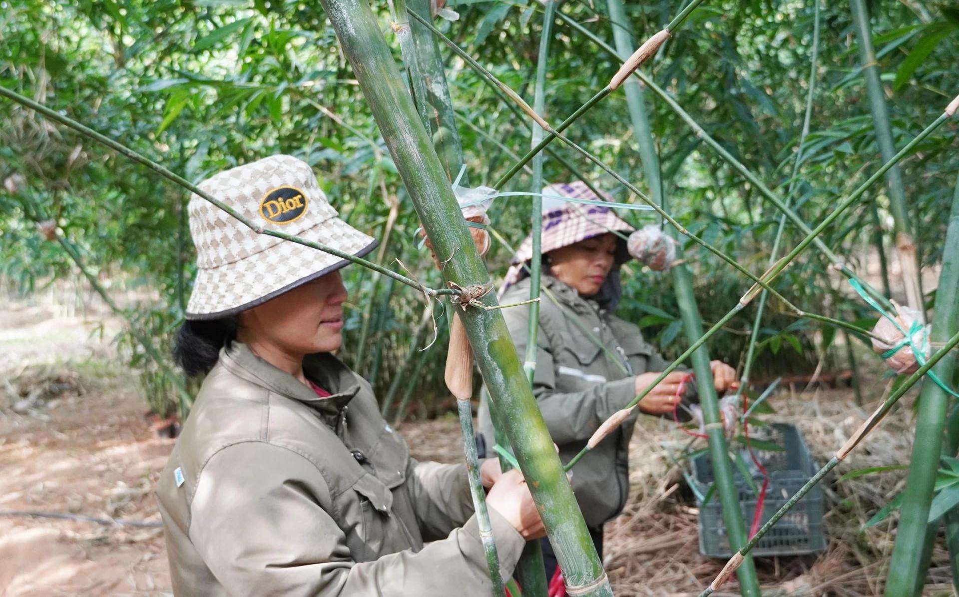 Khơi dậy tiềm năng nông nghiệp bản địa để vươn tầm thương hiệu sản phẩm OCOP Khơi dậy tiềm năng nông nghiệp bản địa để vươn tầm thương hiệu sản phẩm OCOP