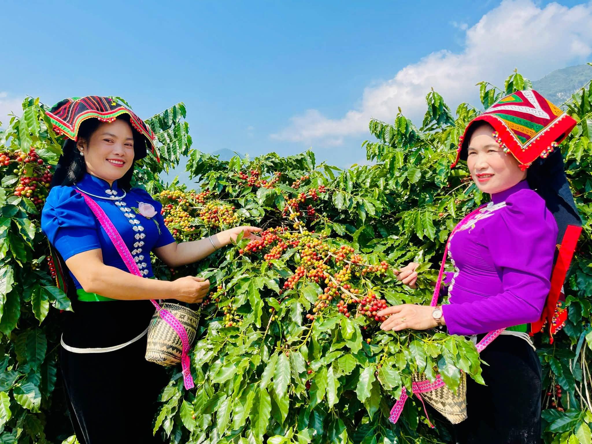 Đánh thức giá trị hạt cà phê Arabica trên đất Mường Ảng