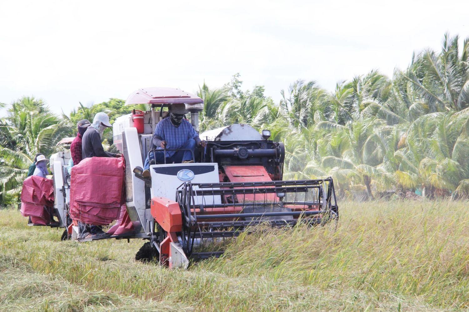 Trung Quốc chi nửa tỷ USD mua 1 triệu tấn gạo từ Việt Nam để làm thức ăn chăn nuôi Trung Quốc chi nửa tỷ USD mua 1 triệu tấn gạo từ Việt Nam để làm thức ăn chăn nuôi