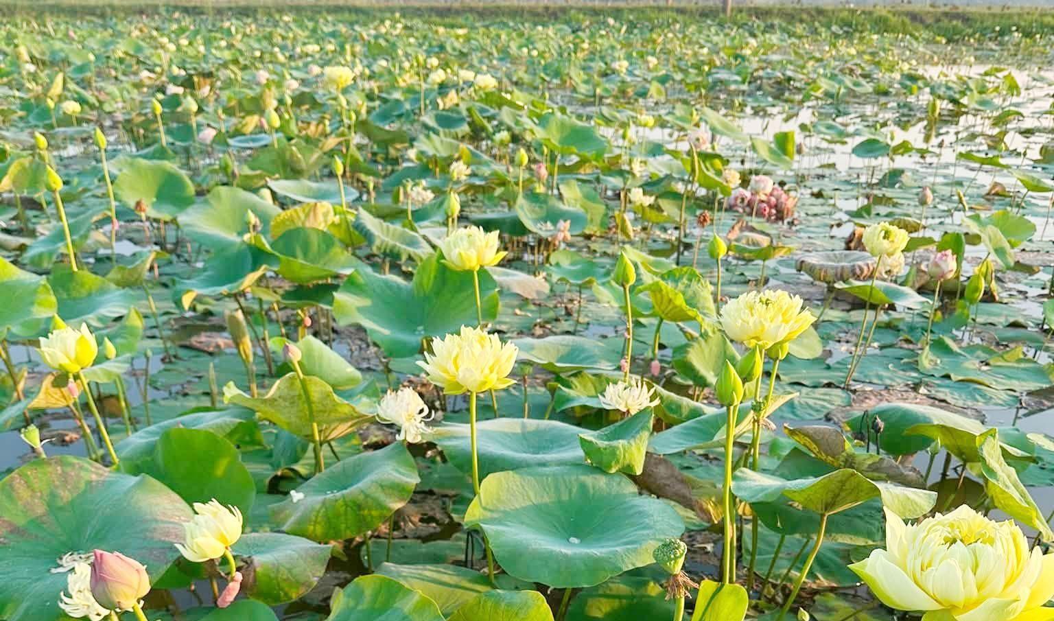 Từ ao sen quê nhà đến hệ sinh thái sản phẩm công nghệ cao doanh thu tỷ đồng