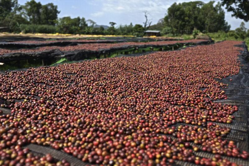 Cà phê Tây Nguyên rời mốc 90.000 đồng/kg Cà phê Tây Nguyên rời mốc 90.000 đồng/kg