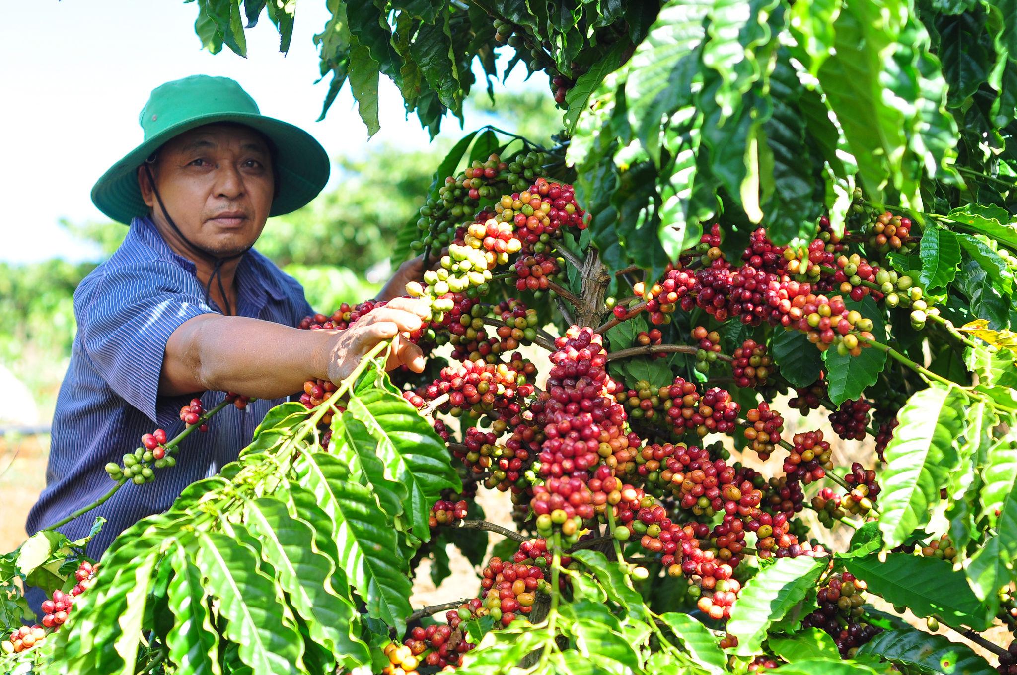 Lâm Hà sau 50 năm: Từ vùng đất khai hoang đến quê hương nhiều thế hệ Lâm Hà sau 50 năm: Từ vùng đất khai hoang đến quê hương nhiều thế hệ