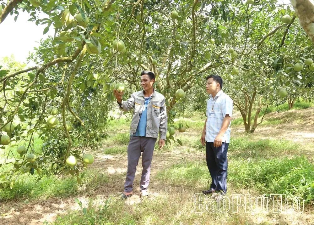 Phát huy lợi thế bản địa, gia tăng giá trị bưởi Bằng Luân