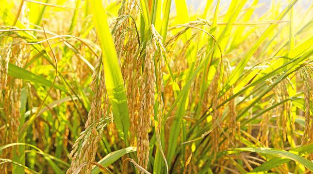 Giá lúa gạo ngày 26/10: Lúa tươi tăng giá gạo nguyên liệu xuất khẩu nhích lên