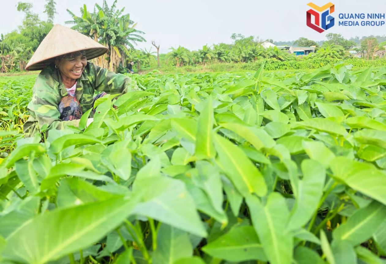 Liên kết sản xuất, nâng giá trị nông sản Quảng Ninh Liên kết sản xuất, nâng giá trị nông sản Quảng Ninh