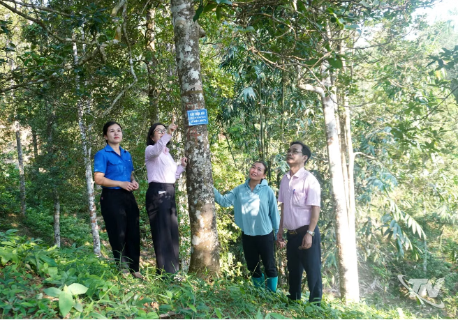 Khai thác tốt hơn tiềm năng kinh tế từ những vườn hồi ở Vĩnh Thông
