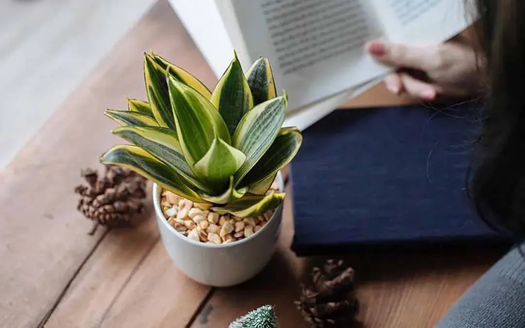 Gợi ý 5 vị trí đặt cây lưỡi hổ trong nhà cực kì đắc địa