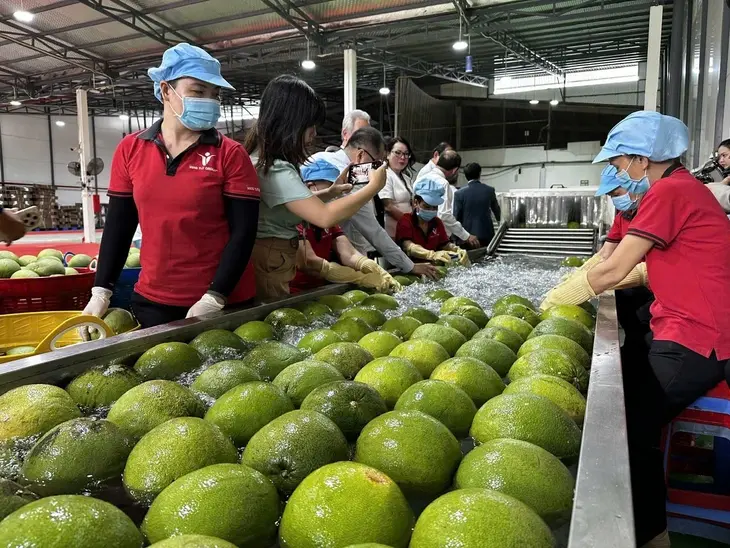 Chuyển đổi tư duy kinh tế nông nghiệp để đưa nông sản Vĩnh Long vươn tầm xuất khẩu