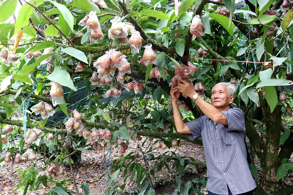 Hiệu quả kinh tế từ mô hình trồng mận An Phước tại xã Phong Nẫm