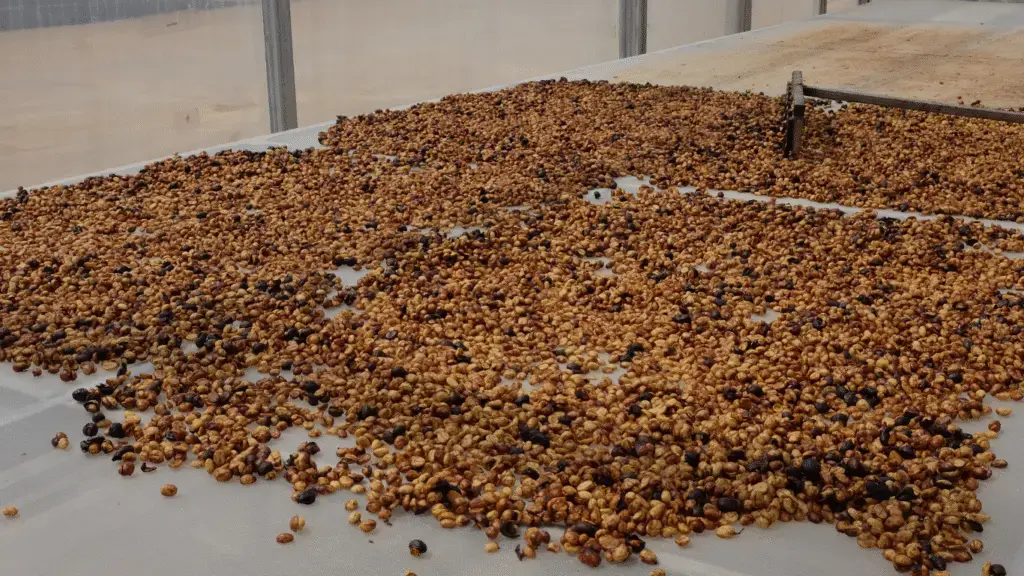 Cà phê Arabica Sơn La hướng tới sàn đấu giá Mỹ nâng tầm thương hiệu Việt