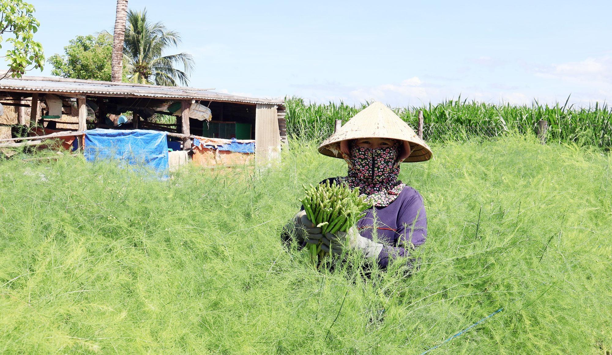 Trồng măng tây xanh và bắp giống bao tiêu giúp nông dân tại một xã ở Khánh Hòa làm giàu