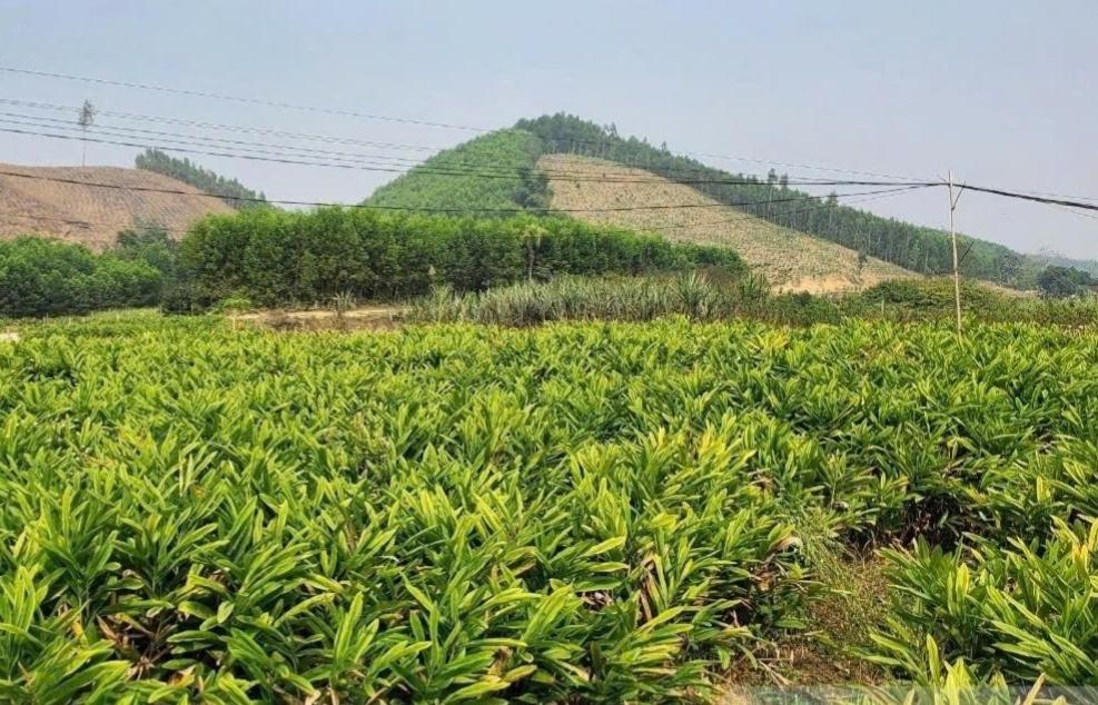 Cây riềng Thanh Hóa từ những vùng đất mới đến cơ hội xây dựng thương hiệu nông sản Cây riềng Thanh Hóa từ những vùng đất mới đến cơ hội xây dựng thương hiệu nông sản