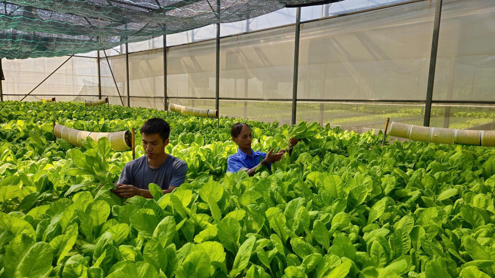 Đưa công nghệ số vào quản trị, nâng tầm nông nghiệp Hà Nội
