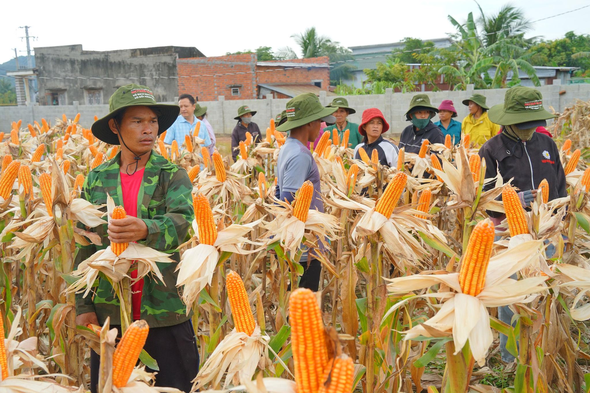 Hiệu quả kinh tế vượt trội từ mô hình bắp lai biến đổi gen tại Lâm Đồng