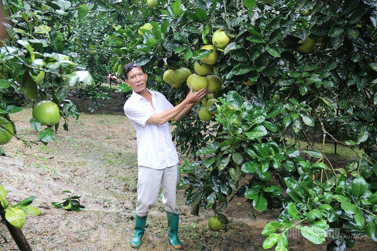 Từ kinh nghiệm nhà vườn đến tiêu chuẩn bưởi xuất khẩu