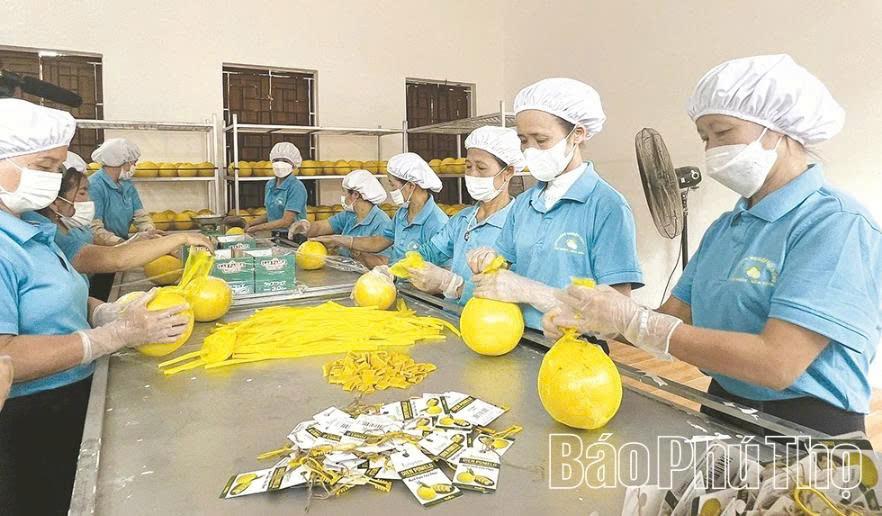 Khi mã số vùng trồng trở thành lợi thế cạnh tranh của nông sản Phú Thọ Khi mã số vùng trồng trở thành lợi thế cạnh tranh của nông sản Phú Thọ