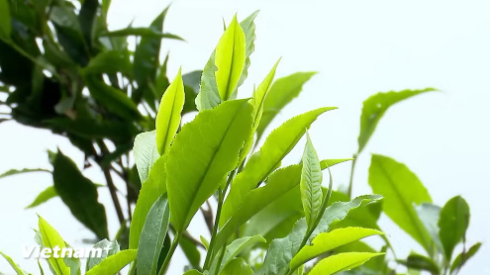 Chè Shan tuyết cổ thụ Xà Phìn khẳng định giá trị, mở rộng đầu ra Chè Shan tuyết cổ thụ Xà Phìn khẳng định giá trị, mở rộng đầu ra
