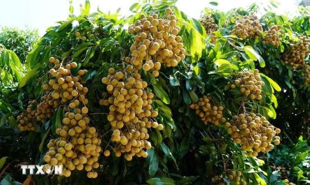 Chuyển đổi xanh và số nâng tầm thương hiệu nhãn Châu Thành Chuyển đổi xanh và số nâng tầm thương hiệu nhãn Châu Thành
