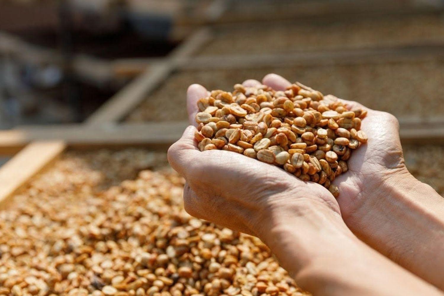 Chuẩn bị 65.000 ha nguyên liệu sạch, một tỉnh Tây Bắc Bộ sắp đưa hạt Arabica lên sàn giao dịch lớn nhất nước Mỹ Chuẩn bị 65.000 ha nguyên liệu sạch, một tỉnh Tây Bắc Bộ sắp đưa hạt Arabica lên sàn giao dịch lớn nhất nước Mỹ