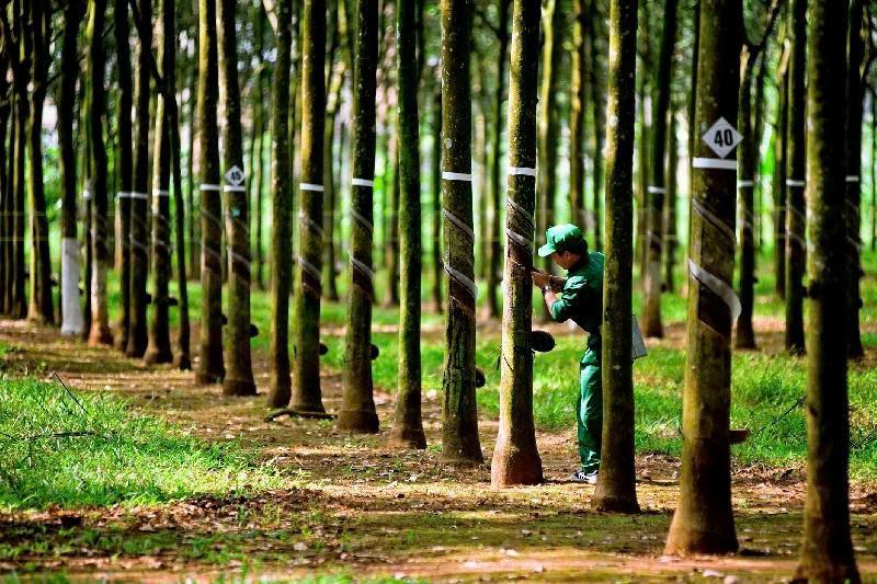 Danh tính 'đại gia' Việt Nam rót hơn 18.000 tỷ đồng sang Campuchia trồng cao su: Quy mô gần 90.000 ha, doanh thu gần 6.500 tỷ đồng