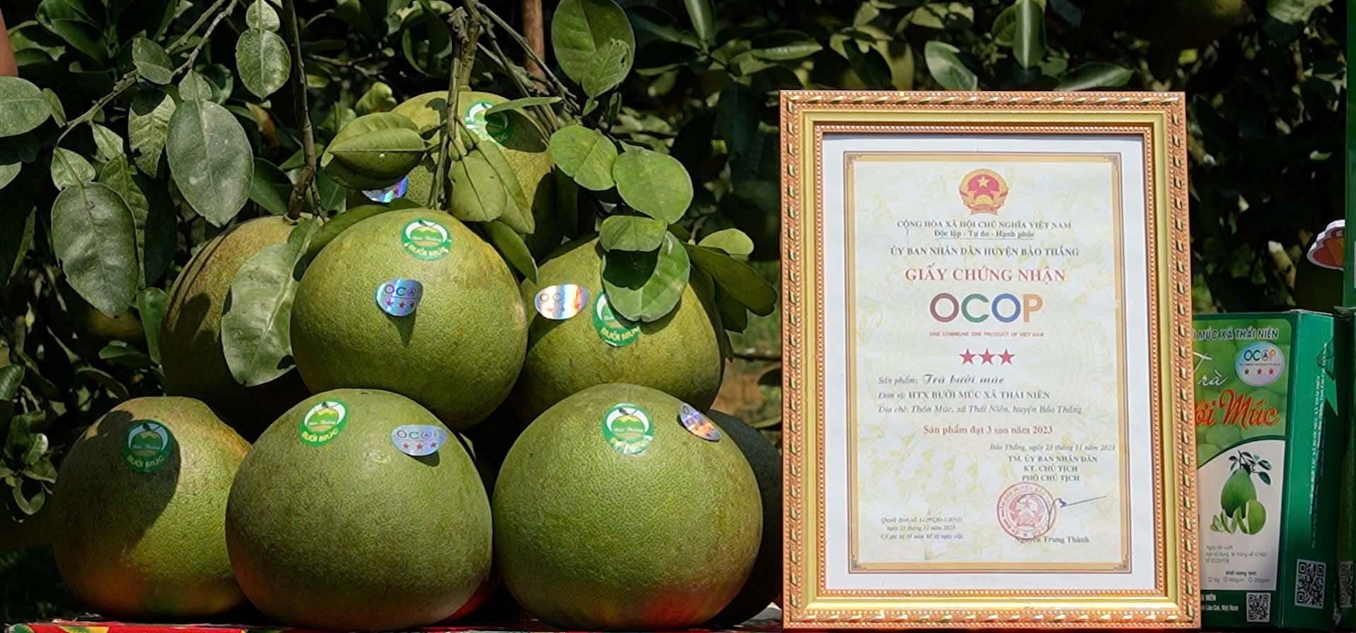 Đưa thương hiệu bưởi Múc OCOP lan tỏa trên không gian số
