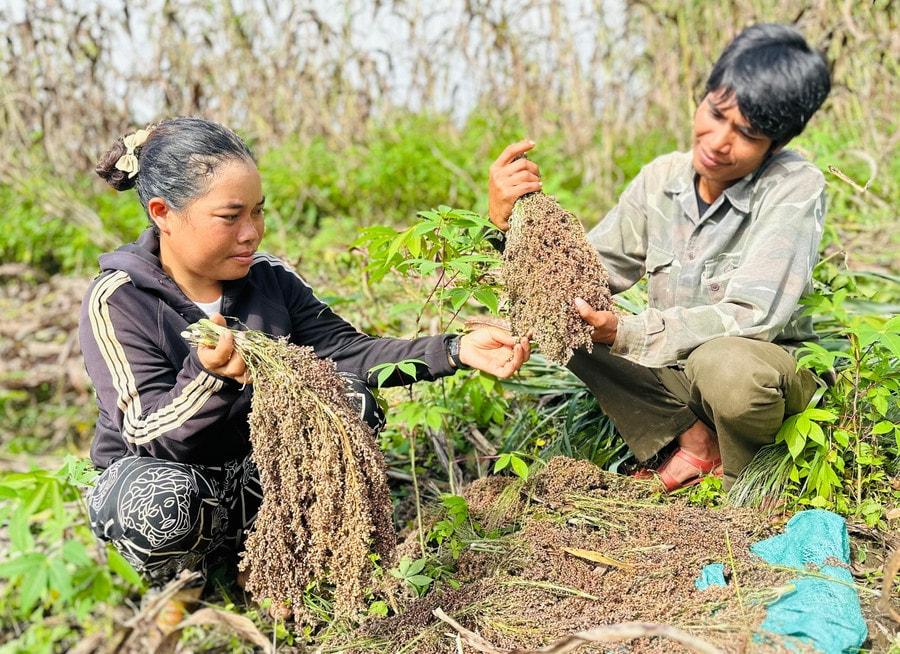 Giống "cao lương" mang lại ấm no cho nông dân Gia Lai